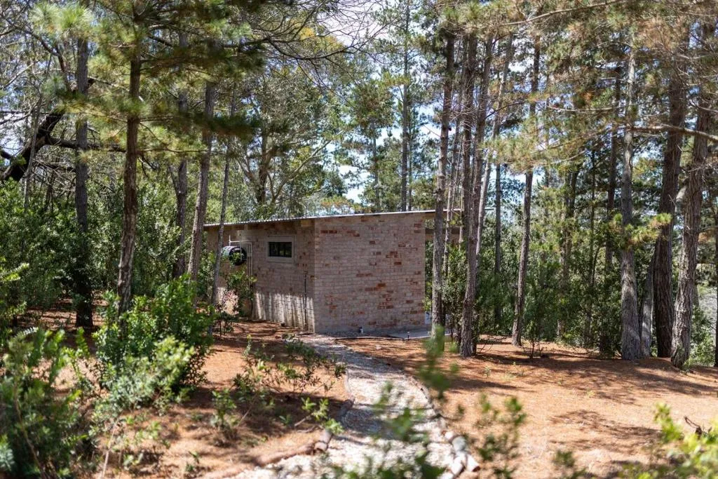 Small brick cabin tucked among tall pine trees on a forest path