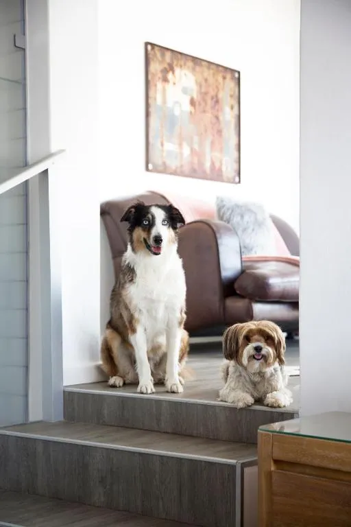 Two dogs sitting on the indoor staircase in front of a leather sofa