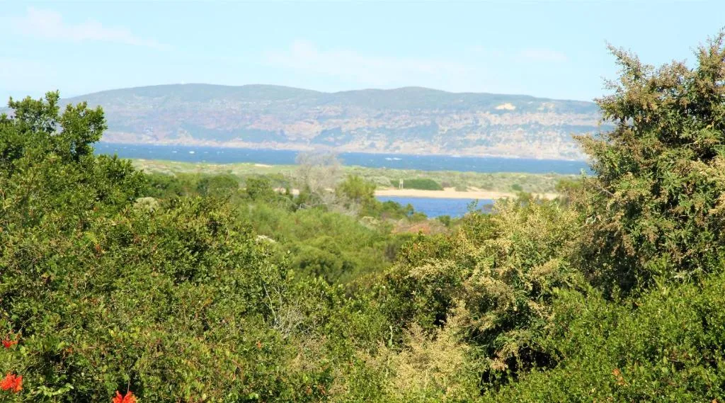 Ocean view over dune vegetation to the coastline and mountains beyond