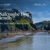 Is Salcombe Dog Friendly? Beaches, Rules and Where to Stay